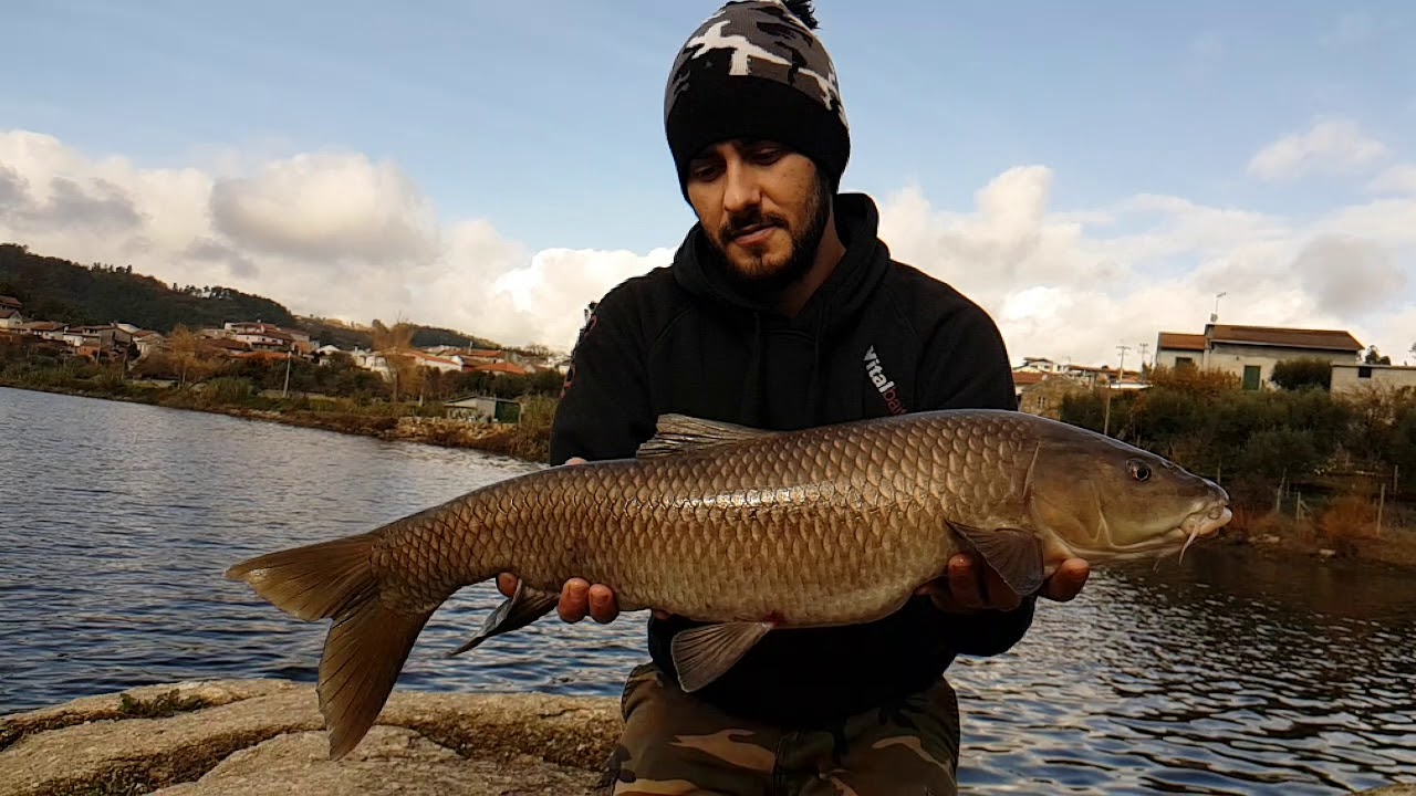 Vitalbaits Portugal. Barbos gigantes