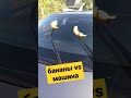 Банано автолайфхак