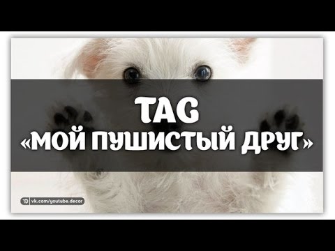 последнее время, картинка мой пушистый друг самцов черных лебедей