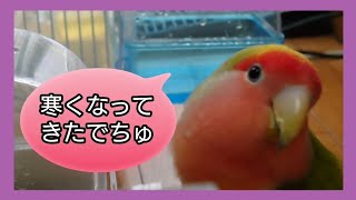 ちゅぴごま流 【100均材料で寒さ対策】 コザクラインコと文鳥動画