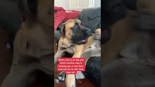 My MASSIVE Dog Gets attacked By His OWN Foot! #dog #dogs #cutedog