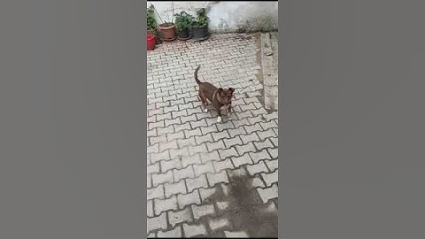 WhatsApp Video 2024 05 10 saat 18 15 47 326c0aad