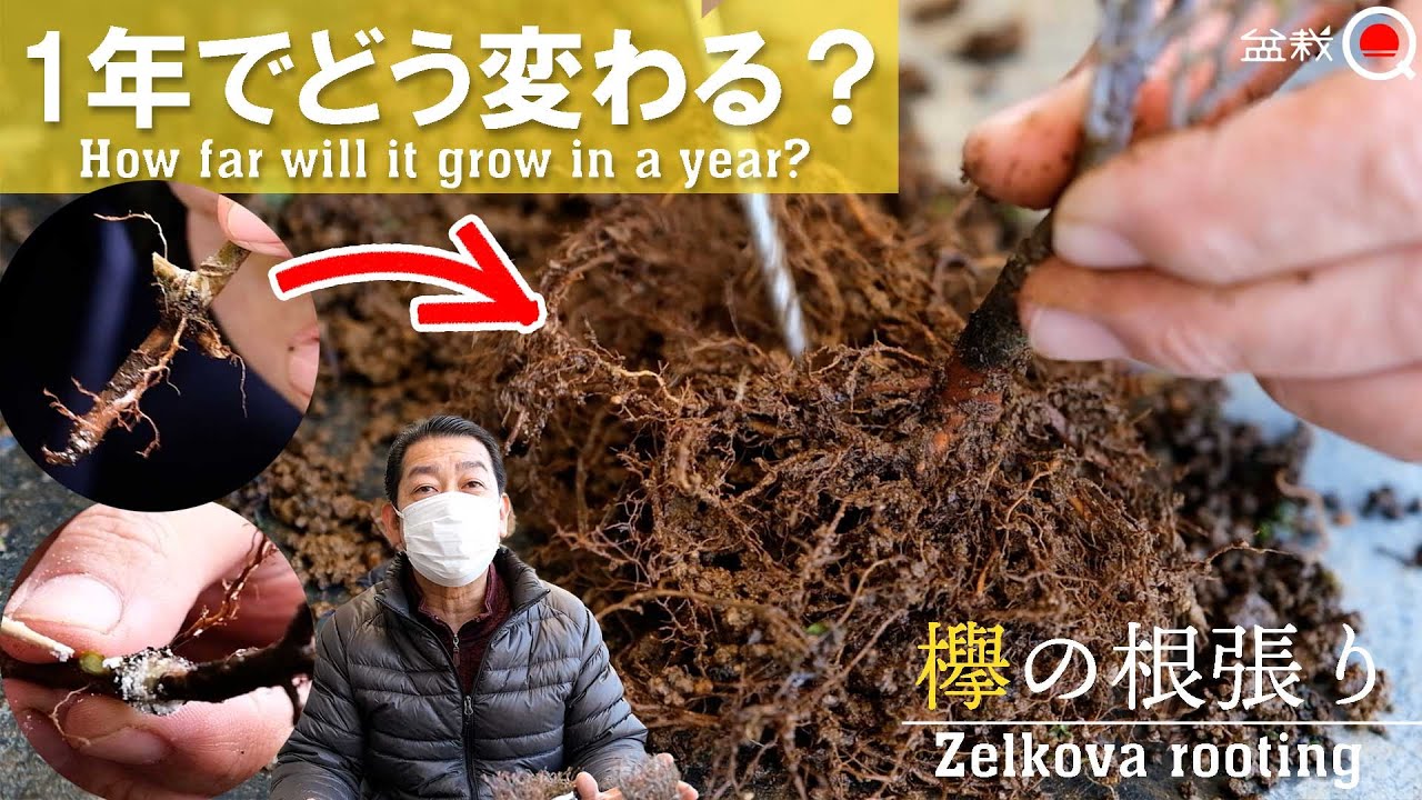 【欅】1年で変わる?ケヤキの八方根張りを作ろう【盆栽Q】 - YouTube