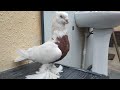 2500 $ га сотим Ким олса Андижанские красный груд кабутар, kabutar, kabootar bazi, pigeons,pigeon