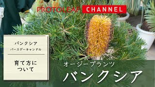 【オージープランツ】バンクシア　バースデーキャンドルのご紹介