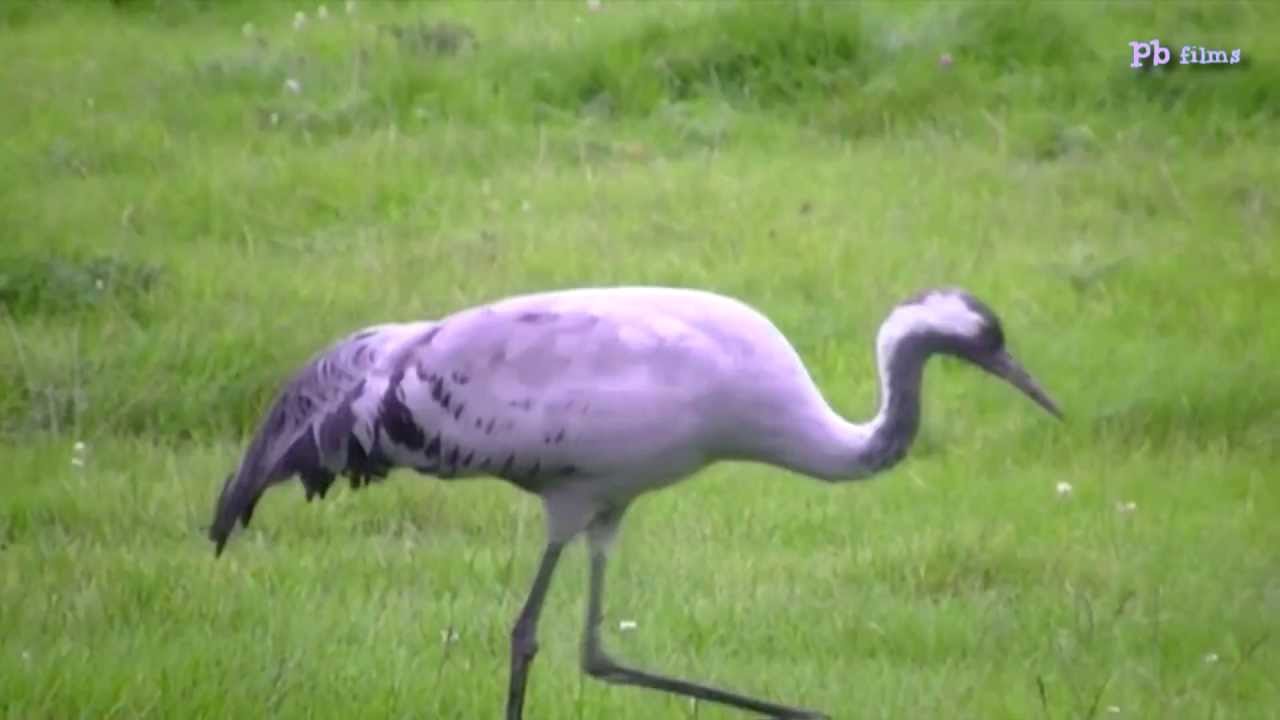 WILD COMMON CRANE (Grus grus.) SLIMBRIDGE WWT, GLOS, ENGLAND.  23 09 13