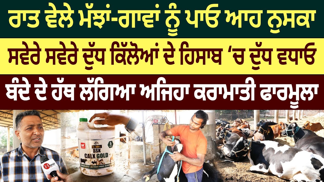 ਦੇਖੋ ਬੰਦੇ ਨੇ ਕਿਵੇਂ ਦਿਨਾਂ ’ਚ 4-5 ਗਾਵਾਂ ਤੋਂ ਪਸ਼ੂ ਕੀਤੇ 35-40