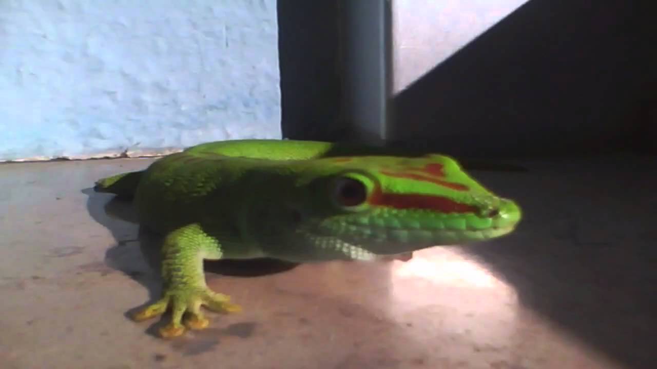 leopard print Gecko loves the sun :D