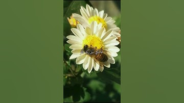 قرآن كريم القارئ عبدالباسط من سورة (النحل)