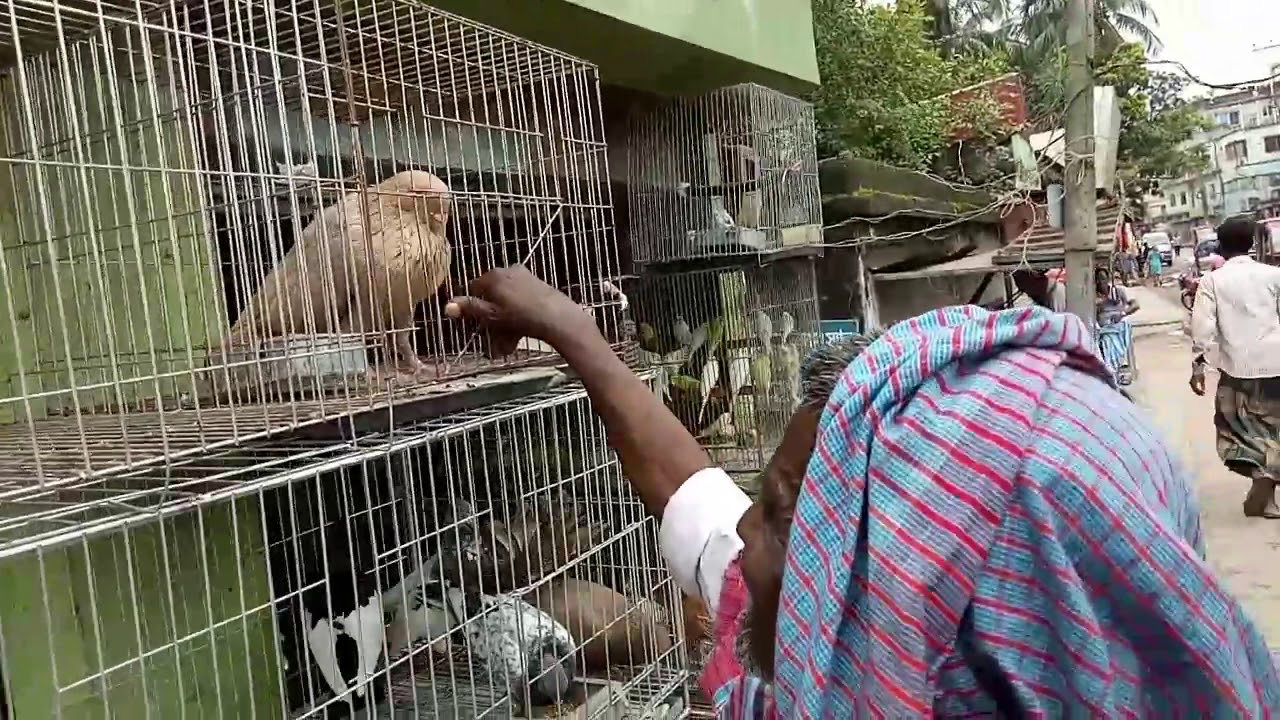Bird shop in mymensingh city... YouTube