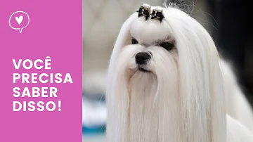 O que fazer quando o pelo do cachorro embola?