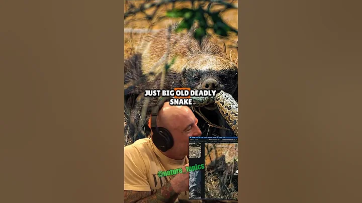 Why Honey Badgers Might Be the Toughest Animals on Earth