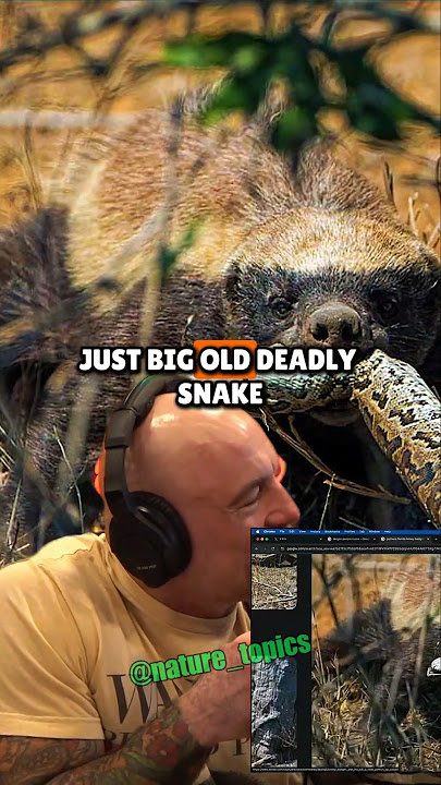 Why Honey Badgers Might Be the Toughest Animals on Earth