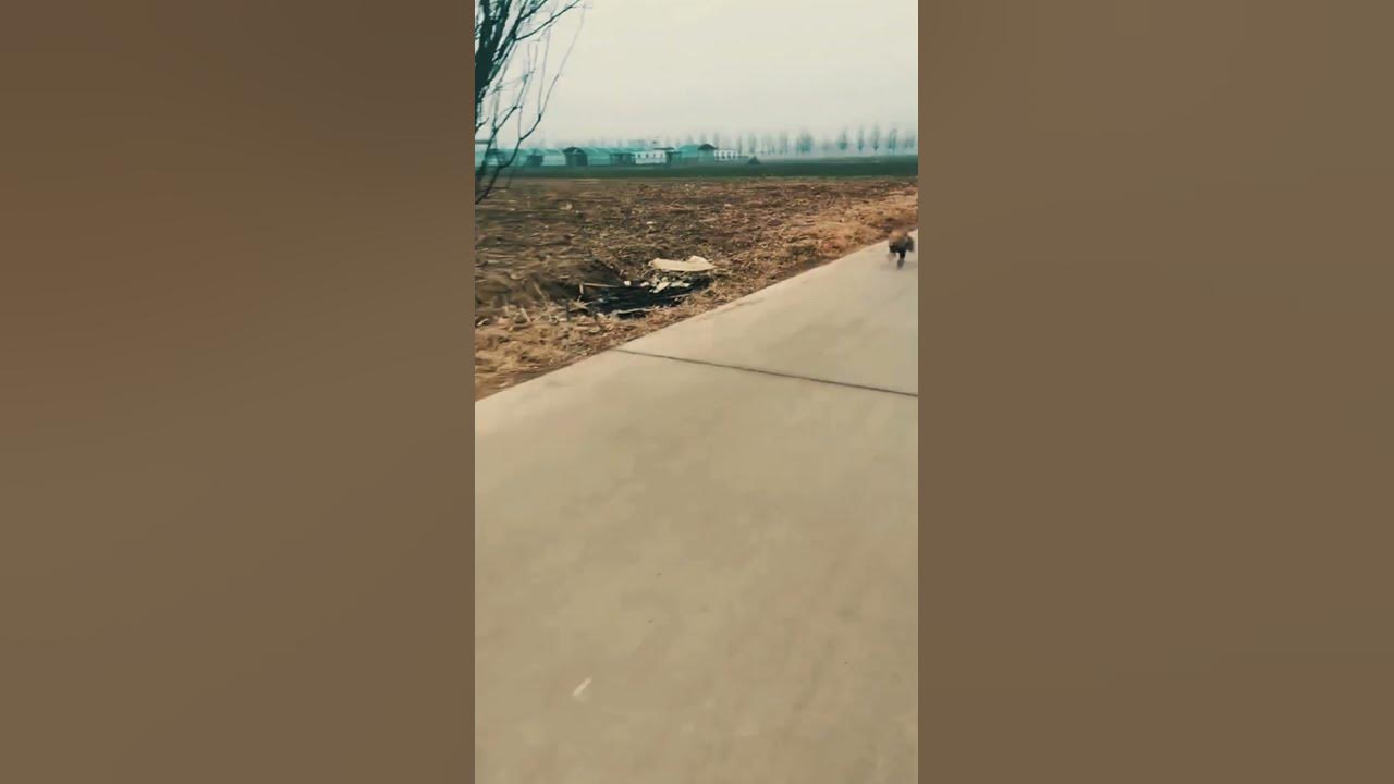 Happy dog, running back and forth YouTube