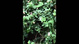 Shara Roy, Redditch, Erfly Park