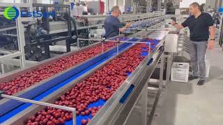 Famous date processing plant,date grading sorting machine,palm dates drying sizing line,jujube sorter Net Worth