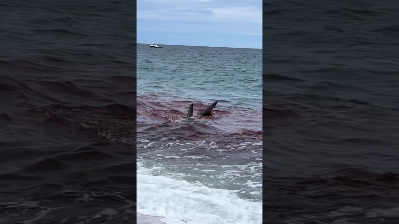 Great white shark attacks seal near Nantucket shoreline Great white shark attacks seal near Nantucket shoreline