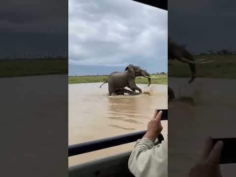 Mother Elephant Rides Crocodile Attack: Miraculous Rescue!