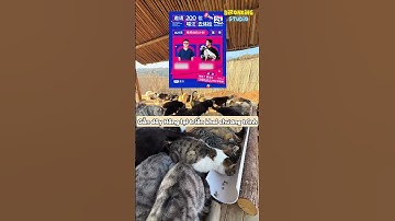 Bí Mật Nuôi Cá Ngoài Trời: Tại Sao Nước Máy Giết Chết Cá?