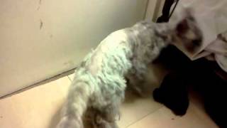 funniest ugly cat