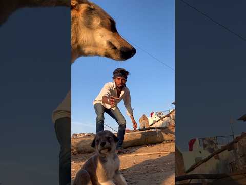 ASA Kyo kerte hai 😱🐕😭#dog #shorts #shortsfeed #youtubeshorts #viral #spkabuterclub