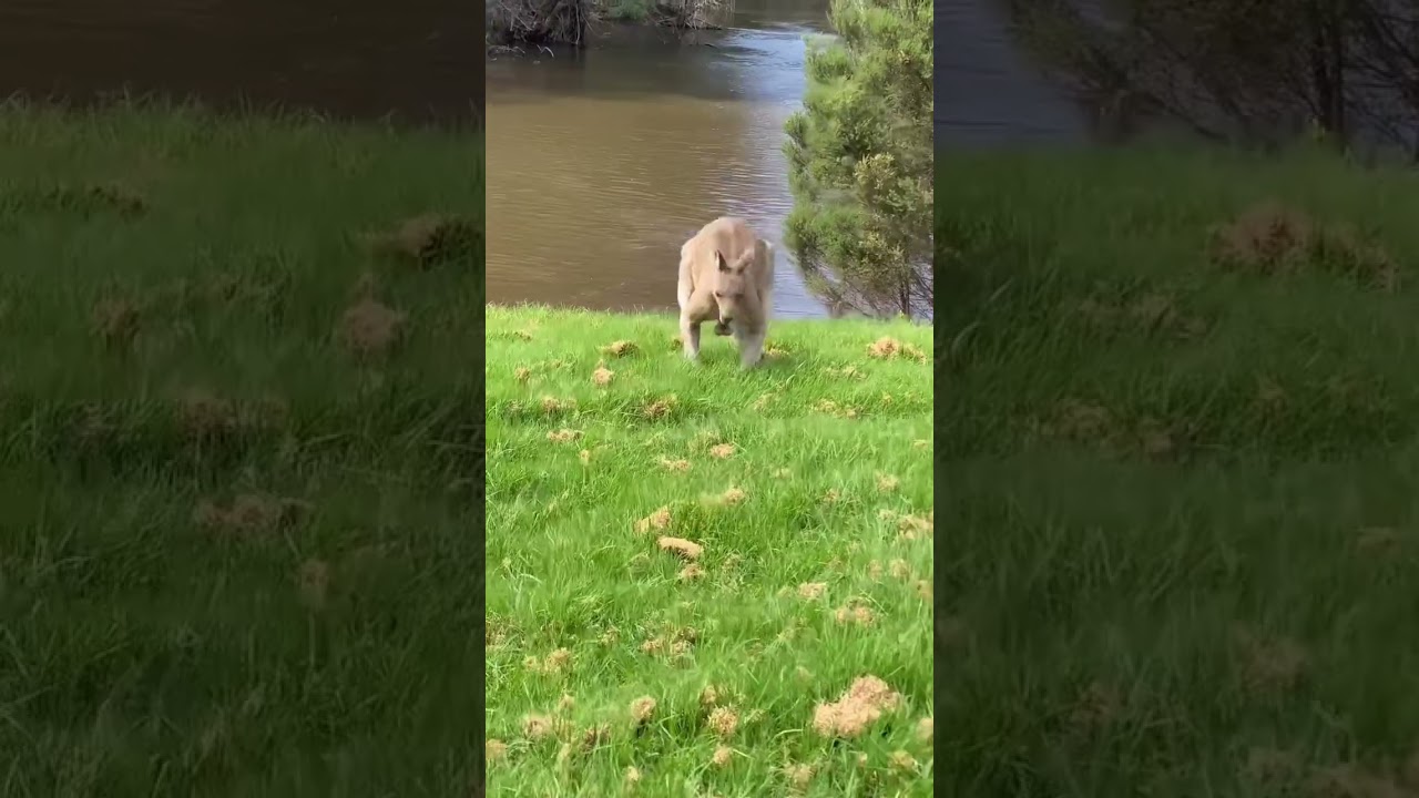 POV: Going for a walk in Australia 