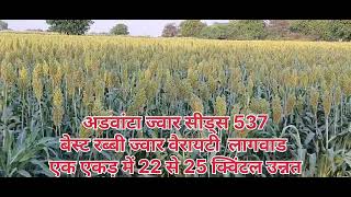 advanta jowar 537 advanta jowar seeds आडवांटा ज्वार वैरायटी how to advanta jowar seeds