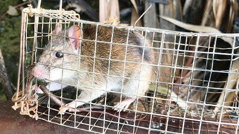 Không ngờ ở trong vườn này còn nhiều chuột to đến thế