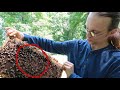 BEE SWARM ~ WHAT to look for and how to TRANSFER!