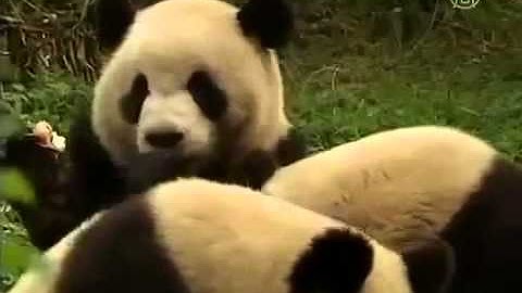 China to Release Six Pandas into Wild Best Wild Animal Videos