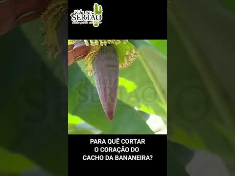 Vídeo: Bananas divididas no cacho - Razões para as bananas se abrirem