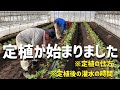 【いちご栽培 いちご農家】いちご定植スタート いちごの植え方ご紹介