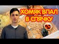 Хомяк впал в спячку – что делать?