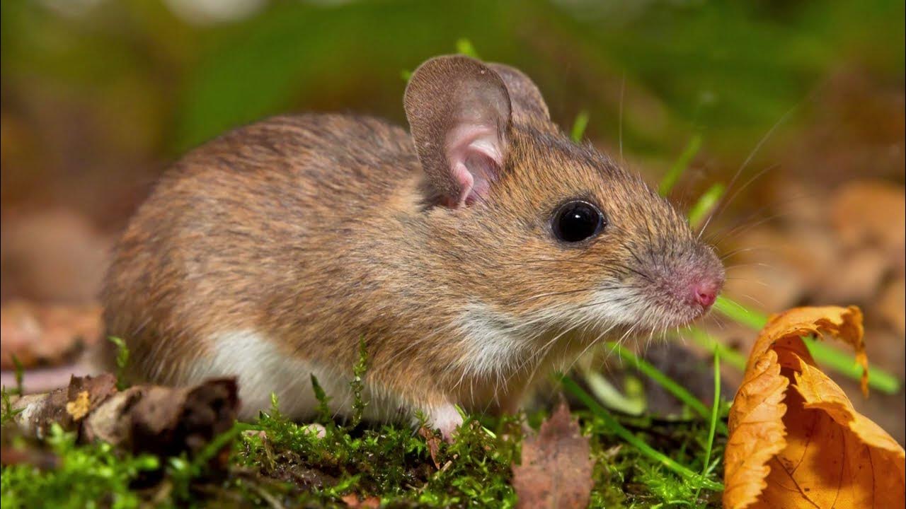 Mouse Squeaks Sound Effect in HD Quality YouTube