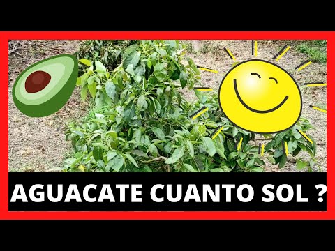 Vídeo: La plàntula necessita sol?