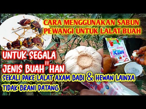 Video: Tips Untuk Mengendalikan Tahi Lalat: Pelajari Tentang Pengusir Tahi Lalat Alami