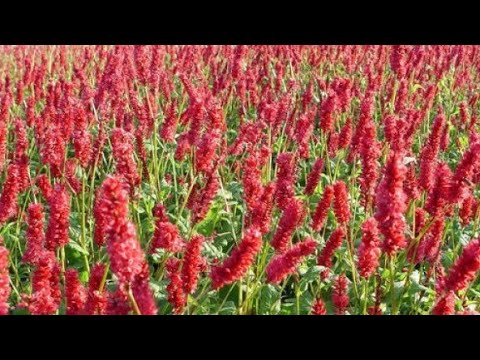 Video: Šta je planinsko runo - savjeti za uzgoj planinskog runa Persicaria