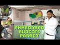 Love bird breeding progress at ahmedabad budgie parrots breeding setup  unbelievable results 