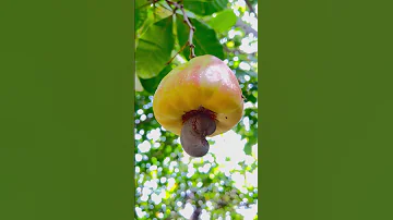 DO YOU KNOW THIS FRUIT Kasoy Fruit Cashew Alojasdiary Shorts 