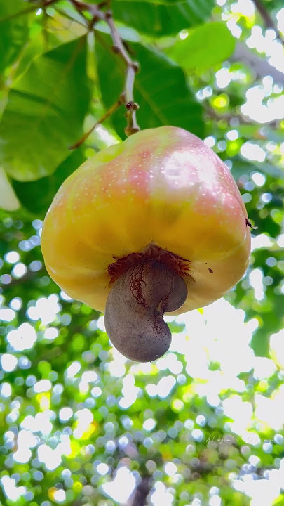 DO YOU KNOW THIS FRUIT? kasoy fruit | cashew #alojasdiary #shorts