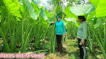 Ngỡ ngàng khi tận mắt thấy cây Bạc hà siêu to khổng lồ, mỗi cây cao gần 3m ở Đồng Nai