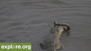 Crocodile Attacks a Python!