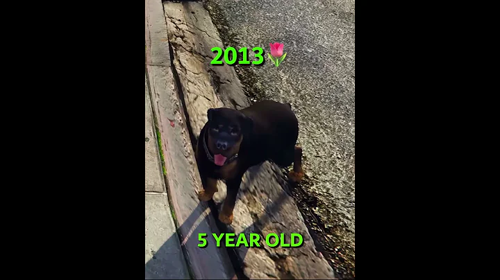 Chop’s Life in GTA 5 – From Pup to the End 🐶💔