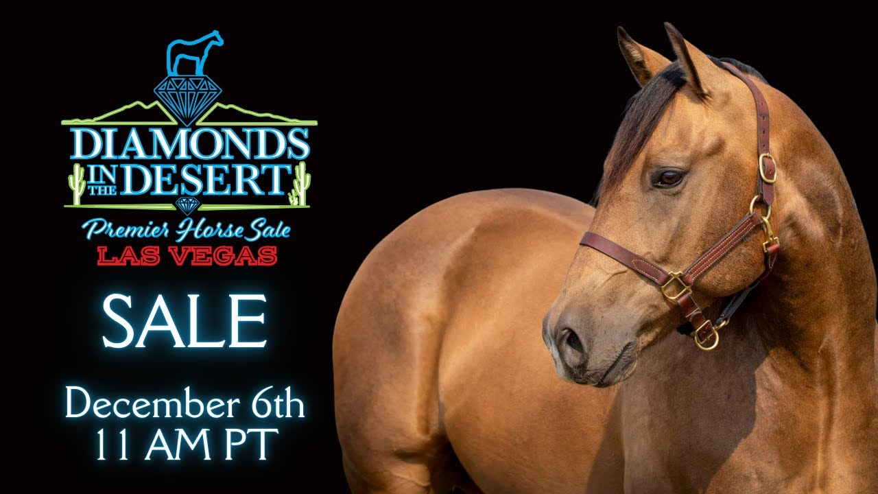 Sale LIVE the 2024 Diamonds in the Desert Las Vegas Premier Horse