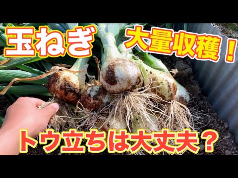 Massive harvest of new onions! How do you tell when it's time to