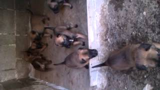 Catei Malinois