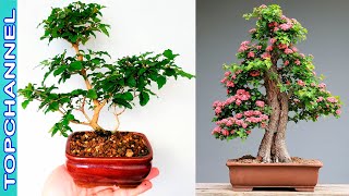 8 Variedades de bonsáis más hermosos