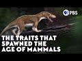 The Traits That Spawned the Age of Mammals