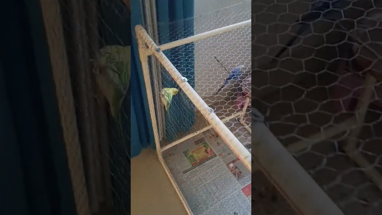 #AustralianParrot #parrot #Budgies 