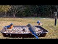 Bluebirds visit live bird feeder cam  gettysburg pa 12721